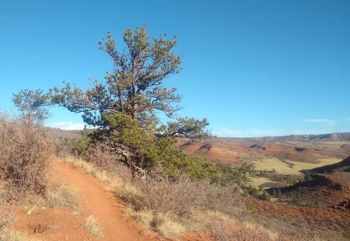 Tree on K-Lynn Trail - Red Mountain Open Space